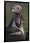 Close-Up of Lappet-Faced Vulture-Paul Souders-Framed Photographic Print