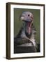 Close-Up of Lappet-Faced Vulture-Paul Souders-Framed Photographic Print