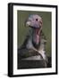 Close-Up of Lappet-Faced Vulture-Paul Souders-Framed Photographic Print