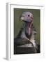 Close-Up of Lappet-Faced Vulture-Paul Souders-Framed Photographic Print