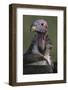 Close-Up of Lappet-Faced Vulture-Paul Souders-Framed Photographic Print