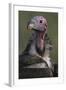 Close-Up of Lappet-Faced Vulture-Paul Souders-Framed Photographic Print