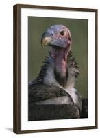 Close-Up of Lappet-Faced Vulture-Paul Souders-Framed Photographic Print