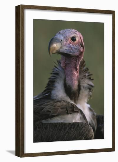 Close-Up of Lappet-Faced Vulture-Paul Souders-Framed Photographic Print