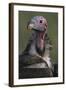 Close-Up of Lappet-Faced Vulture-Paul Souders-Framed Photographic Print