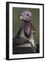 Close-Up of Lappet-Faced Vulture-Paul Souders-Framed Photographic Print