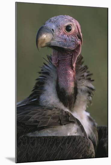 Close-Up of Lappet-Faced Vulture-Paul Souders-Mounted Photographic Print