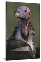 Close-Up of Lappet-Faced Vulture-Paul Souders-Stretched Canvas