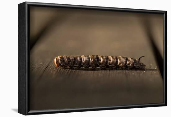 Close-up of larva of Sphinx pinastri-Paivi Vikstrom-Framed Photographic Print