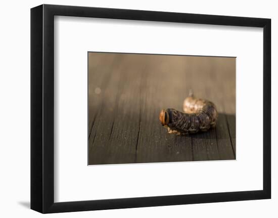 Close-up of larva of Sphinx pinastri-Paivi Vikstrom-Framed Photographic Print