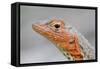 Close-Up of Lava Lizard-Paul Souders-Framed Stretched Canvas