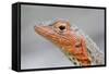 Close-Up of Lava Lizard-Paul Souders-Framed Stretched Canvas