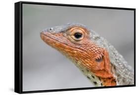 Close-Up of Lava Lizard-Paul Souders-Framed Stretched Canvas