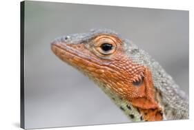 Close-Up of Lava Lizard-Paul Souders-Stretched Canvas