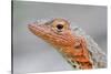 Close-Up of Lava Lizard-Paul Souders-Stretched Canvas