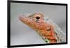 Close-Up of Lava Lizard-Paul Souders-Framed Photographic Print