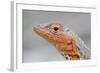 Close-Up of Lava Lizard-Paul Souders-Framed Photographic Print