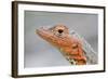 Close-Up of Lava Lizard-Paul Souders-Framed Photographic Print