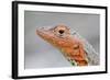 Close-Up of Lava Lizard-Paul Souders-Framed Photographic Print