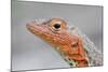 Close-Up of Lava Lizard-Paul Souders-Mounted Photographic Print