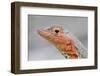 Close-Up of Lava Lizard-Paul Souders-Framed Photographic Print