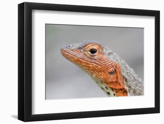 Close-Up of Lava Lizard-Paul Souders-Framed Photographic Print