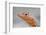 Close-Up of Lava Lizard-Paul Souders-Framed Photographic Print