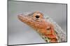 Close-Up of Lava Lizard-Paul Souders-Mounted Photographic Print