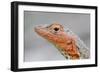 Close-Up of Lava Lizard-Paul Souders-Framed Photographic Print