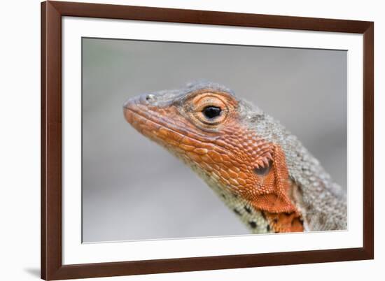 Close-Up of Lava Lizard-Paul Souders-Framed Photographic Print