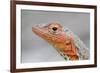 Close-Up of Lava Lizard-Paul Souders-Framed Photographic Print