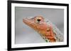 Close-Up of Lava Lizard-Paul Souders-Framed Photographic Print