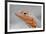 Close-Up of Lava Lizard-Paul Souders-Framed Photographic Print