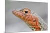 Close-Up of Lava Lizard-Paul Souders-Mounted Photographic Print