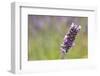 Close-up of lavender blooms in Valensole Plain, Provence, Southern France.-Michele Niles-Framed Photographic Print