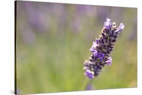 Close-up of lavender blooms in Valensole Plain, Provence, Southern France.-Michele Niles-Stretched Canvas