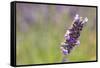 Close-up of lavender blooms in Valensole Plain, Provence, Southern France.-Michele Niles-Framed Stretched Canvas