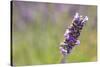 Close-up of lavender blooms in Valensole Plain, Provence, Southern France.-Michele Niles-Stretched Canvas