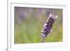 Close-up of lavender blooms in Valensole Plain, Provence, Southern France.-Michele Niles-Framed Photographic Print