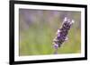 Close-up of lavender blooms in Valensole Plain, Provence, Southern France.-Michele Niles-Framed Photographic Print