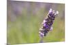 Close-up of lavender blooms in Valensole Plain, Provence, Southern France.-Michele Niles-Mounted Photographic Print