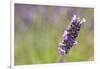 Close-up of lavender blooms in Valensole Plain, Provence, Southern France.-Michele Niles-Framed Photographic Print