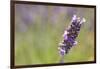 Close-up of lavender blooms in Valensole Plain, Provence, Southern France.-Michele Niles-Framed Photographic Print