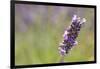 Close-up of lavender blooms in Valensole Plain, Provence, Southern France.-Michele Niles-Framed Photographic Print