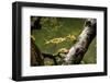 Close-up of leaf, Japanese garden, Portland, Oregon, USA-Panoramic Images-Framed Photographic Print