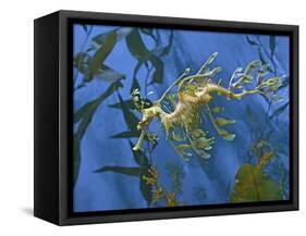 Close-Up of Leafy Sea Dragon-Hal Beral-Framed Stretched Canvas