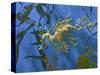 Close-Up of Leafy Sea Dragon-Hal Beral-Stretched Canvas