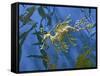Close-Up of Leafy Sea Dragon-Hal Beral-Framed Stretched Canvas