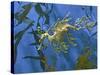 Close-Up of Leafy Sea Dragon-Hal Beral-Stretched Canvas