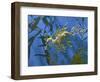 Close-Up of Leafy Sea Dragon-Hal Beral-Framed Photographic Print